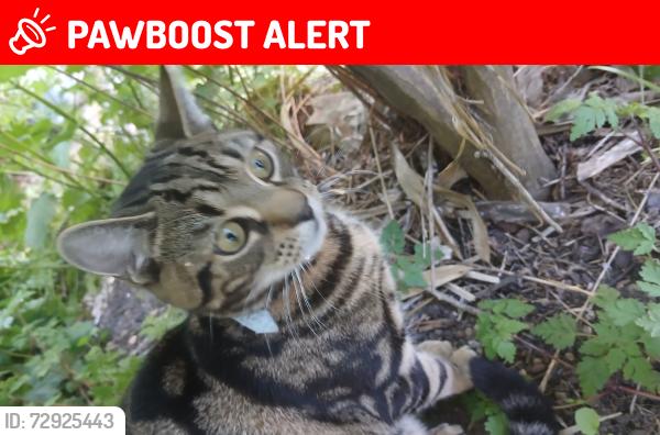 Lost Male Cat last seen Wood clock road Norwich , Norfolk, England NR3 3TQ