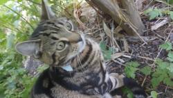 Lost Male Cat last seen Wood clock road Norwich , Norfolk, England NR3 3TQ