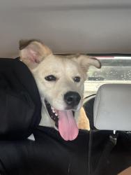 Found/Stray Female Dog last seen ForestXwebb chapel , Dallas, TX 75201