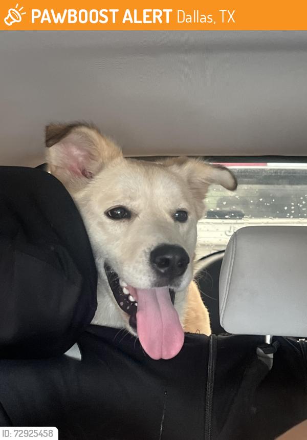 Found/Stray Female Dog last seen ForestXwebb chapel , Dallas, TX 75201
