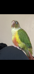 Lost Female Bird last seen Sylmar, Los Angeles, CA 91342