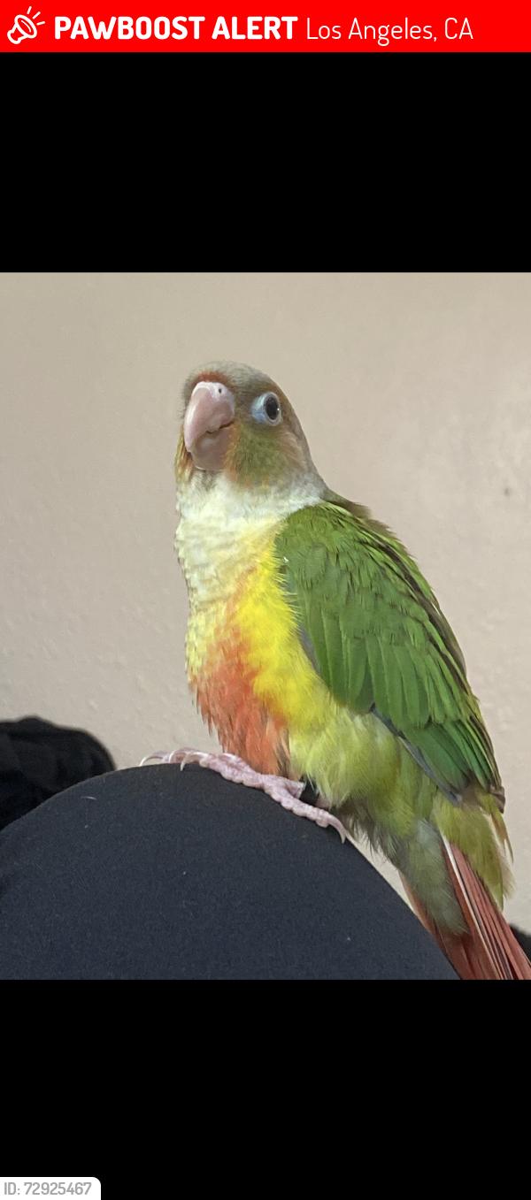 Lost Female Bird last seen Sylmar, Los Angeles, CA 91342