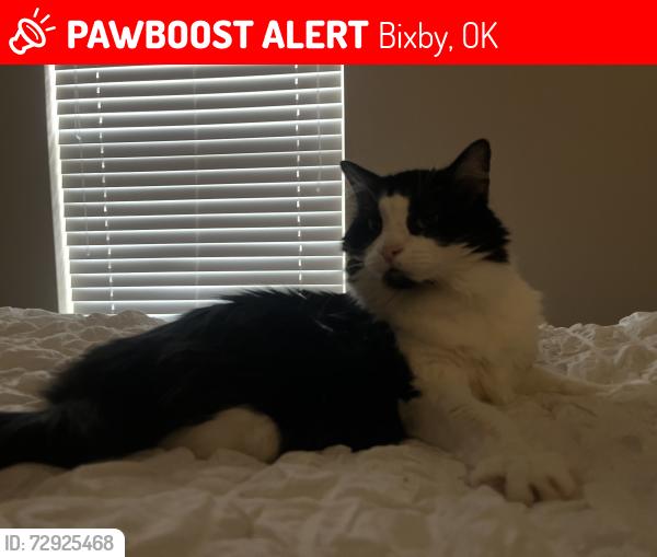 Lost Female Cat last seen 119th and Mingo, Bixby, OK 74008