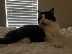 Lost Female Cat last seen 119th and Mingo, Bixby, OK 74008