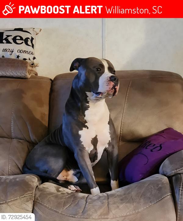 Lost Male Dog last seen Bo'jangles at main street, Williamston, SC 29697