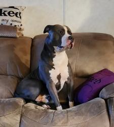 Lost Male Dog last seen Bo'jangles at main street, Williamston, SC 29697