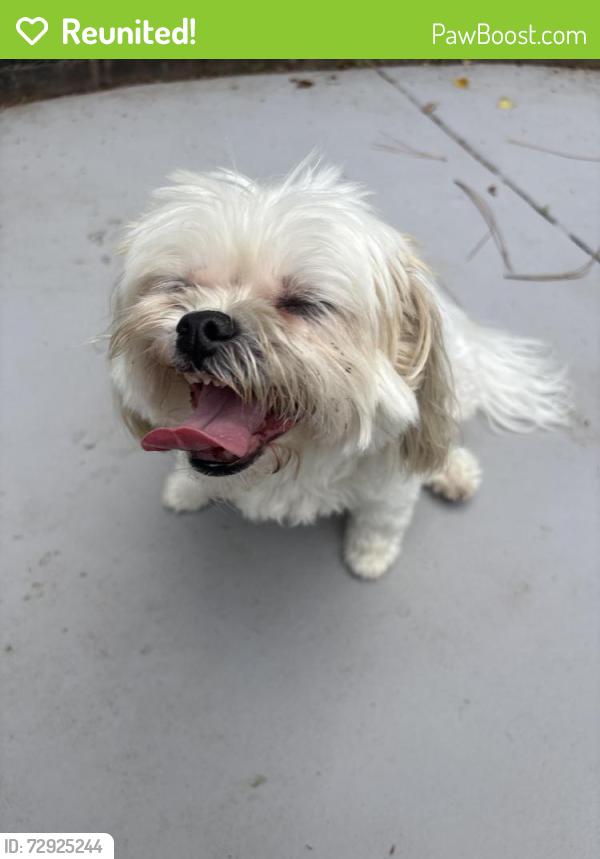 Reunited Female Dog last seen Near wescott, walking towards village club at wescott , Summerville, SC 29485