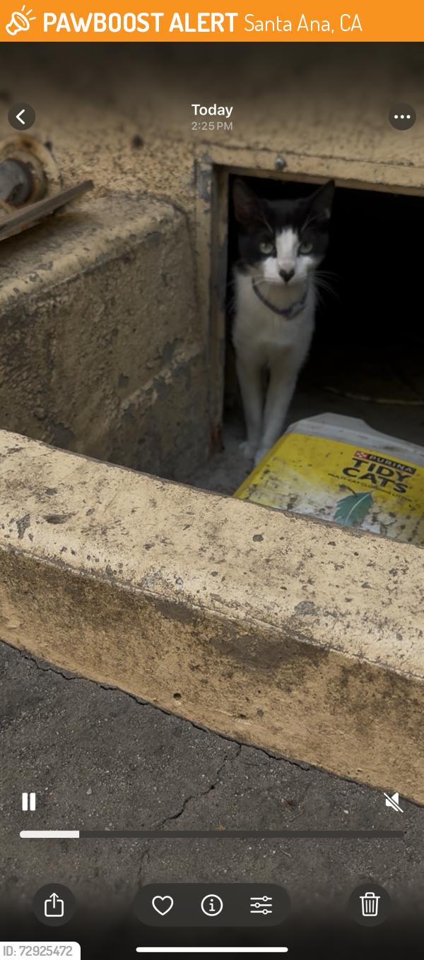 Found/Stray Female Cat last seen Morrison park , Santa Ana, CA 92706