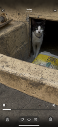 Found/Stray Female Cat last seen Morrison park , Santa Ana, CA 92706