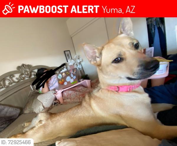 Lost Female Dog last seen S 32nd Ave , Yuma, AZ 85364