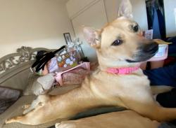 Lost Female Dog last seen S 32nd Ave , Yuma, AZ 85364