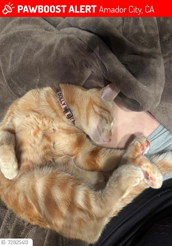 Lost Female Cat last seen fremont mine road, Amador City, CA 95601