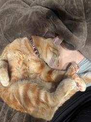 Lost Female Cat last seen fremont mine road, Amador City, CA 95601