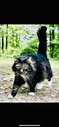 Lost Male Cat last seen Near Eagleview Dr., Birmingham, Birmingham, AL 35212