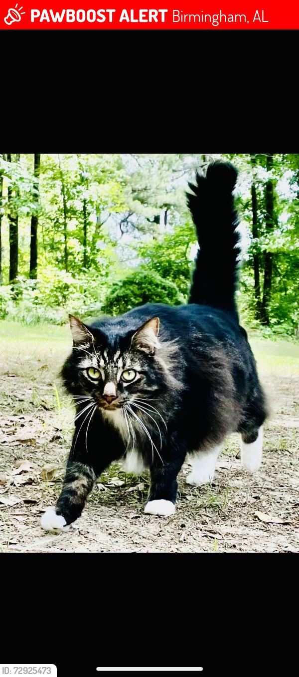 Lost Male Cat last seen Near Eagleview Dr., Birmingham, Birmingham, AL 35212