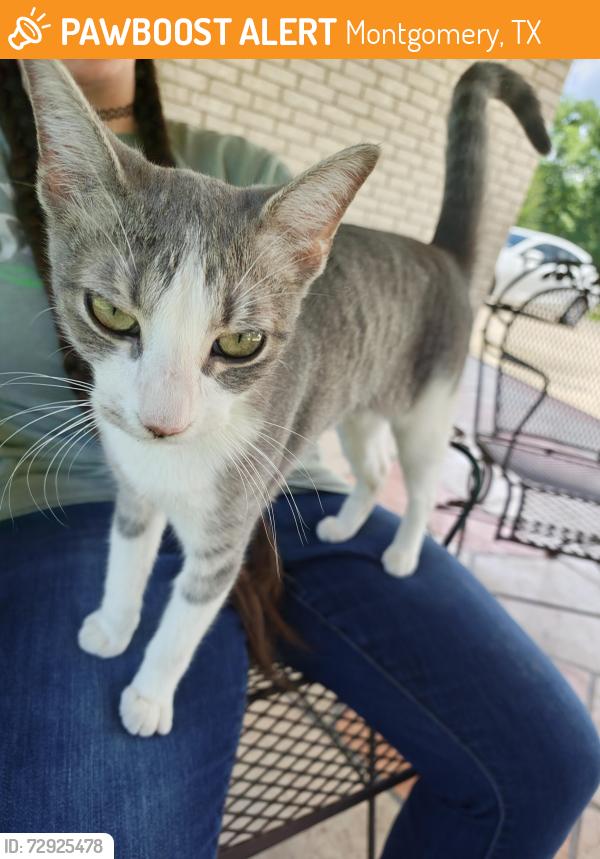Found/Stray Unknown Cat last seen Rabon Chapel Road and 2854, Montgomery, TX 77316