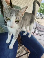 Found/Stray Unknown Cat last seen Rabon Chapel Road and 2854, Montgomery, TX 77316