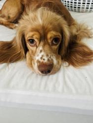 Reunited Male Dog last seen Jessamine st , Houston, TX 77081
