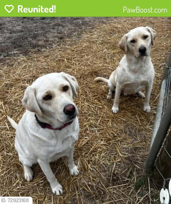 Reunited Male Dog last seen Home Dry Fork Rd;last seen on James Zimmerman Rd, Hampshire, TN 38461