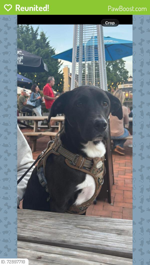 Reunited Male Dog last seen Ship road and timber lane, West Chester, PA 19380