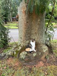 Lost Female Cat last seen Thach Ave , Auburn, AL 36830