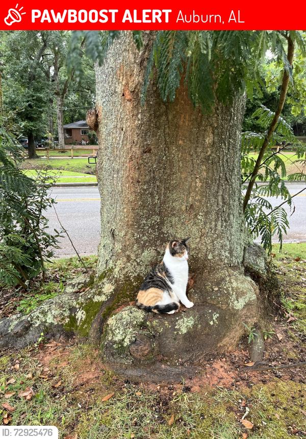 Lost Female Cat last seen Thach Ave , Auburn, AL 36830