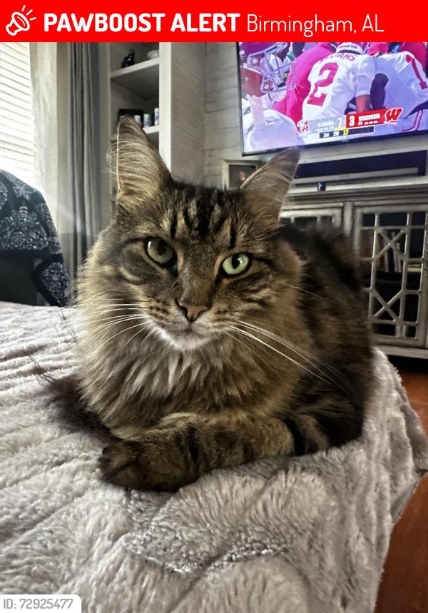 Lost Female Cat last seen Scenic View, Irondale, AL 35210