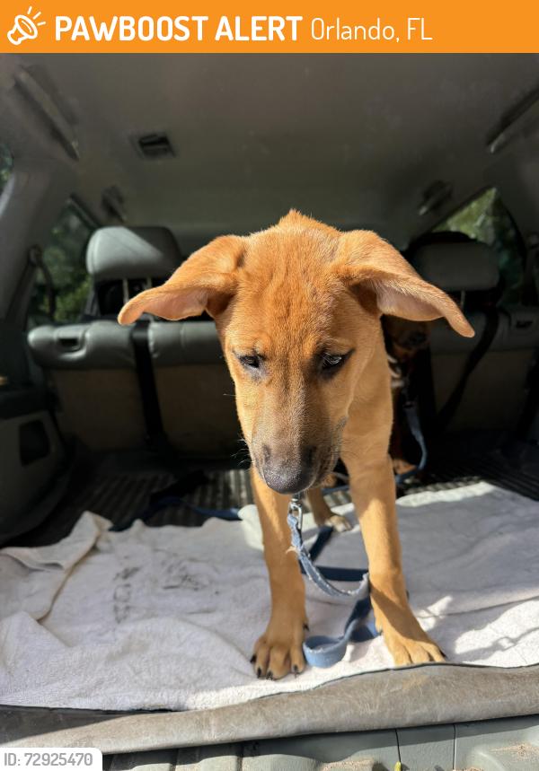 Found/Stray Male Dog last seen Waterford Lakes Community Association (WLCA) Recreation Complex, Orlando, FL 32828