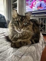 Lost Female Cat last seen Scenic View, Irondale, AL 35210