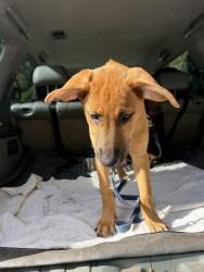 Found/Stray Male Dog last seen Waterford Lakes Community Association (WLCA) Recreation Complex, Orlando, FL 32828