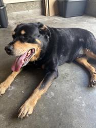 Found/Stray Male Dog last seen 111th and Elm, Broken Arrow, OK 74011