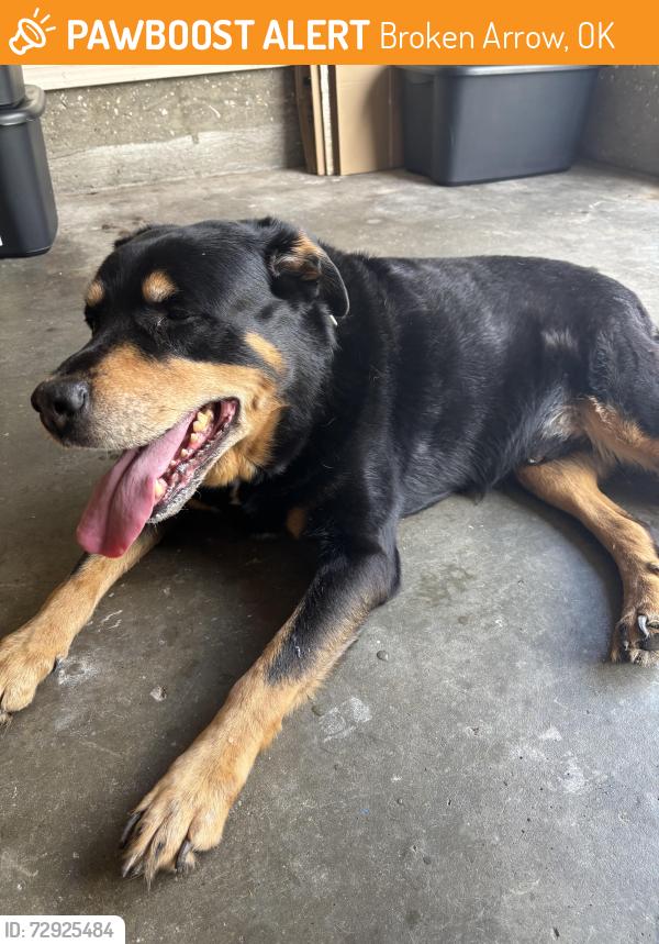 Found/Stray Male Dog last seen 111th and Elm, Broken Arrow, OK 74011