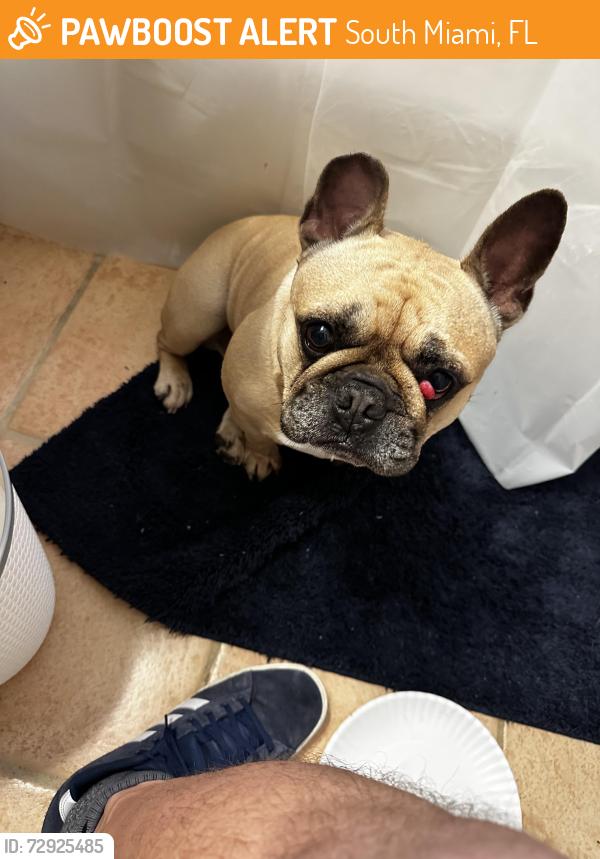 Found/Stray Male Dog last seen SW 37 St and SW 62 Ave, South Miami, FL 33143