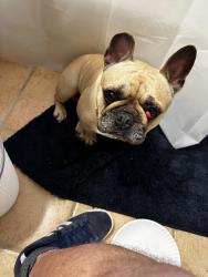 Found/Stray Male Dog last seen SW 37 St and SW 62 Ave, South Miami, FL 33143