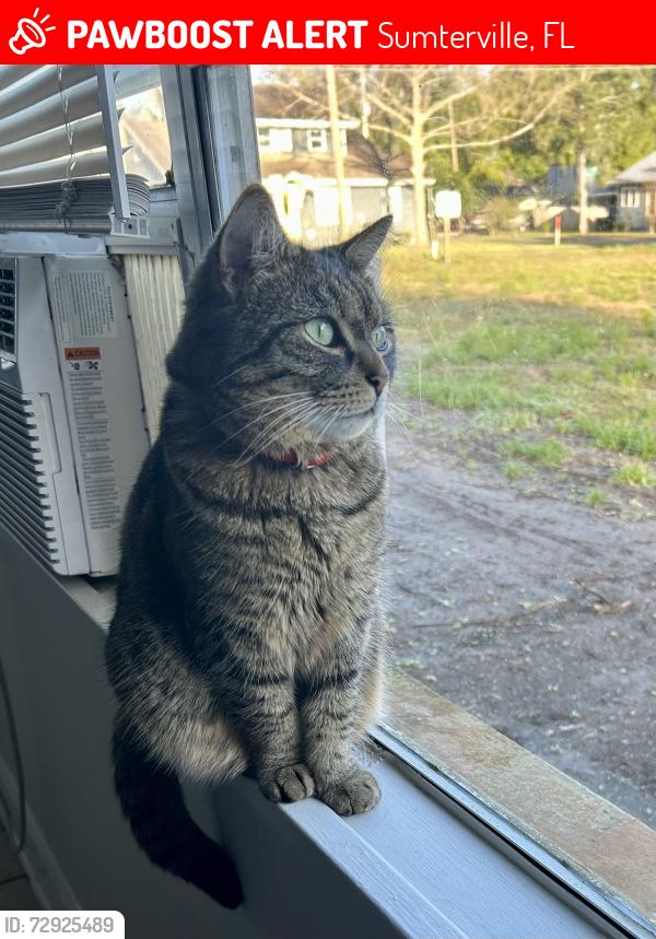 Lost Female Cat last seen Kossel Drive , Sumterville, FL 33585