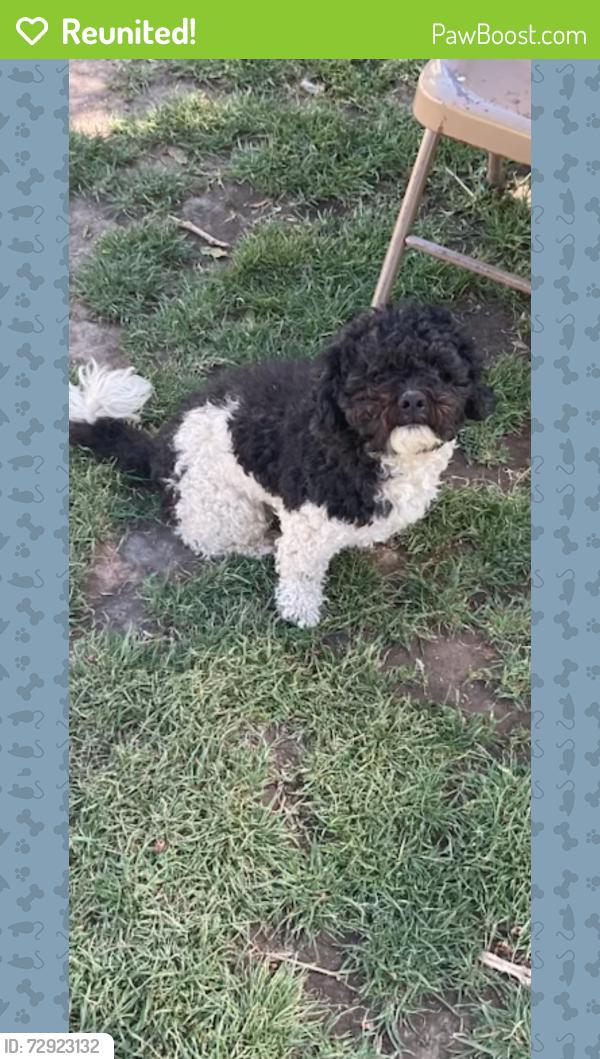 Reunited Male Dog last seen Near s holiday , Salt Lake City, UT 84120