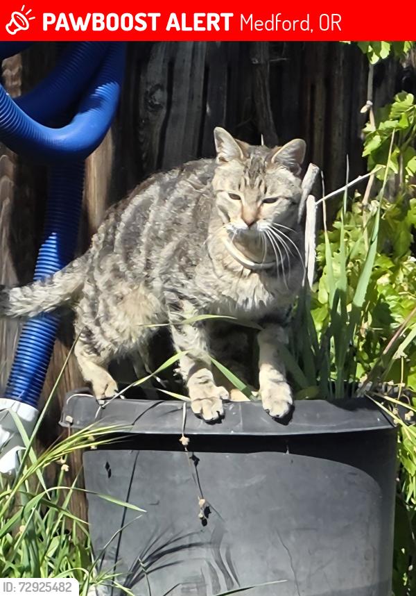 Lost Male Cat last seen Tahitian rd, Medford, OR 97504