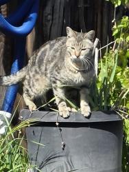 Lost Male Cat last seen Tahitian rd, Medford, OR 97504