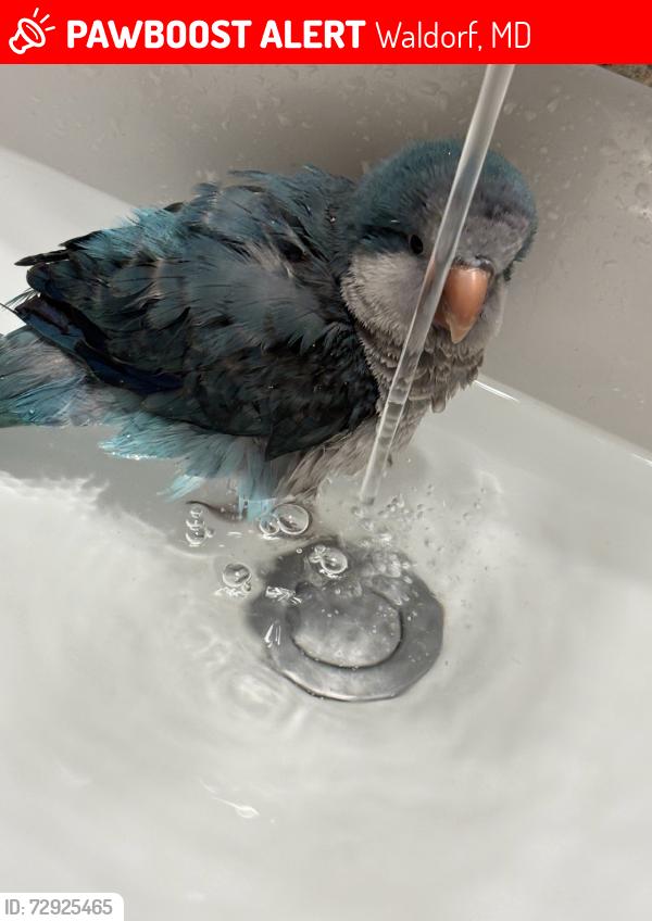 Lost Unknown Bird last seen Scottland heights, sagramore ln, Waldorf, MD 20601