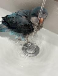 Lost Unknown Bird last seen Scottland heights, sagramore ln, Waldorf, MD 20601