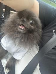 Reunited Male Dog last seen The Lincoln apmts , Memphis, TN 38125