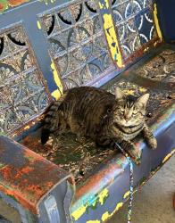 Reunited Male Cat last seen Near Milton Ave and Hermonie, Walnut Creek, CA 94596