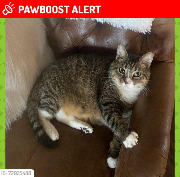 Lost Male Cat last seen Near th sunset beach ca, Huntington Beach, CA 92649