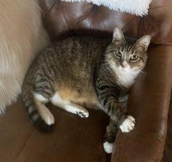 Lost Male Cat last seen Near th sunset beach ca, Huntington Beach, CA 92649