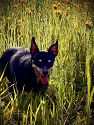 Reunited Female Dog last seen Morning drive and 178, Bakersfield, CA 93306