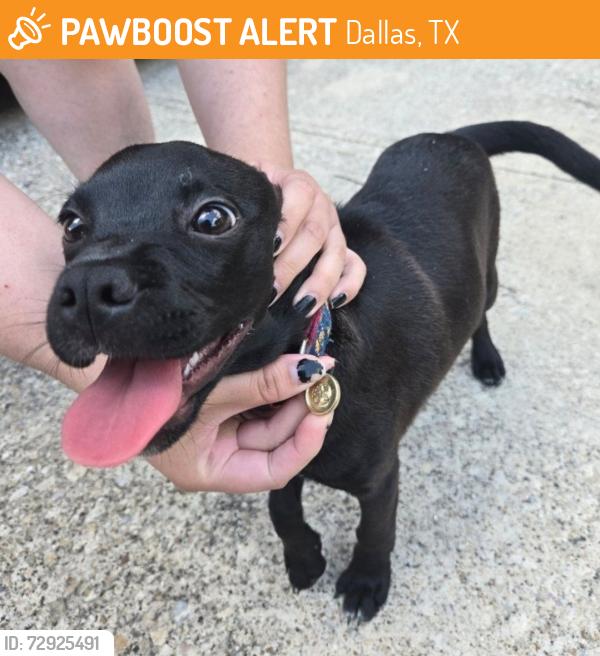 Found/Stray Male Dog last seen Near Vista Real Dr, Dallas, TX 75211