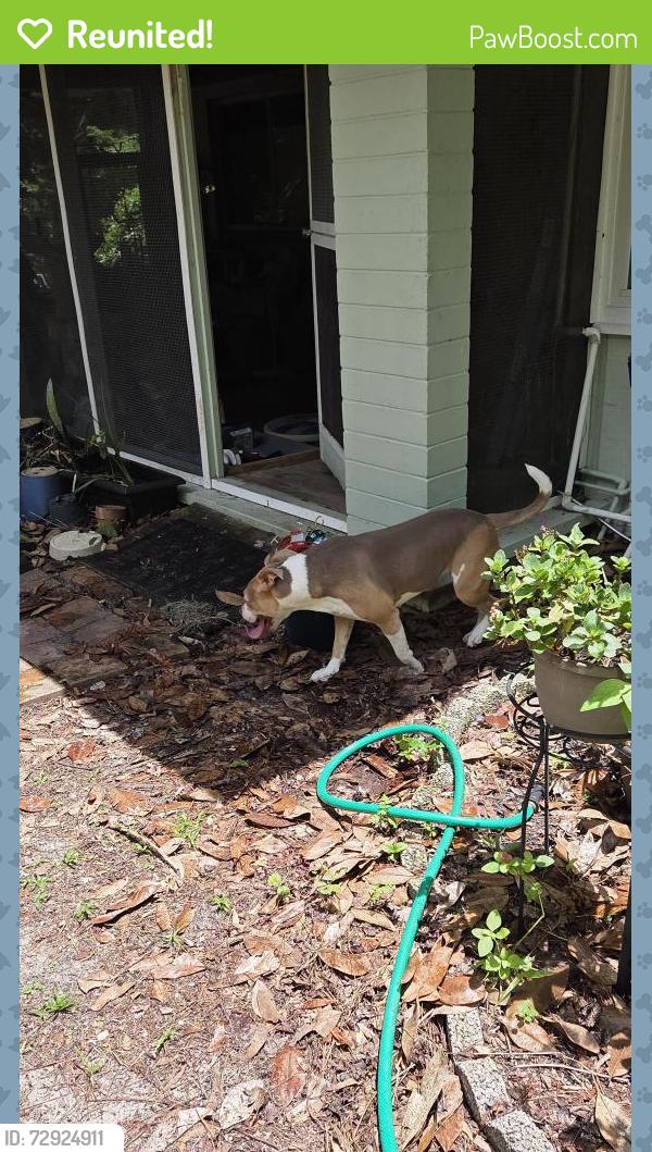 Reunited Female Dog last seen Applebees, Gainesville, FL 32603