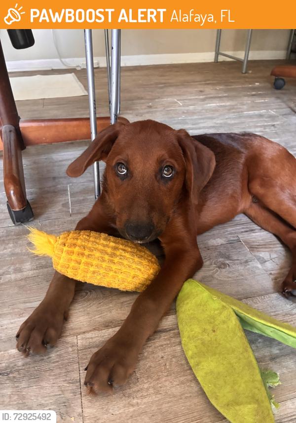 Found/Stray Male Dog last seen Waterford Lakes Community Association (WLCA) Recreation Complex, Alafaya, FL 32828