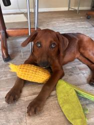 Found/Stray Male Dog last seen Waterford Lakes Community Association (WLCA) Recreation Complex, Alafaya, FL 32828