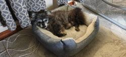Reunited Female Dog last seen Thomas Jefferson high School , Auburn, WA 98001